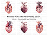 Anatomical Human Heart Clipart Bundle