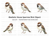 House Sparrow Bird Clipart Bundle
