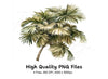 Dried Palm Leaves Clipart Bundle