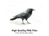 Jackdaw Bird Clipart Bundle