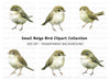 Realistic Small Birds Clipart Bundle
