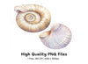 Seashells Clipart Bundle