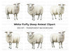 Fluffy White Sheep Clipart Bundle