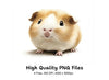 Cute Guinea Pig Clipart Bundle