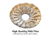 Ammonite Fossil Clipart Bundle
