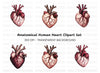 Anatomical Human Heart Clipart Bundle