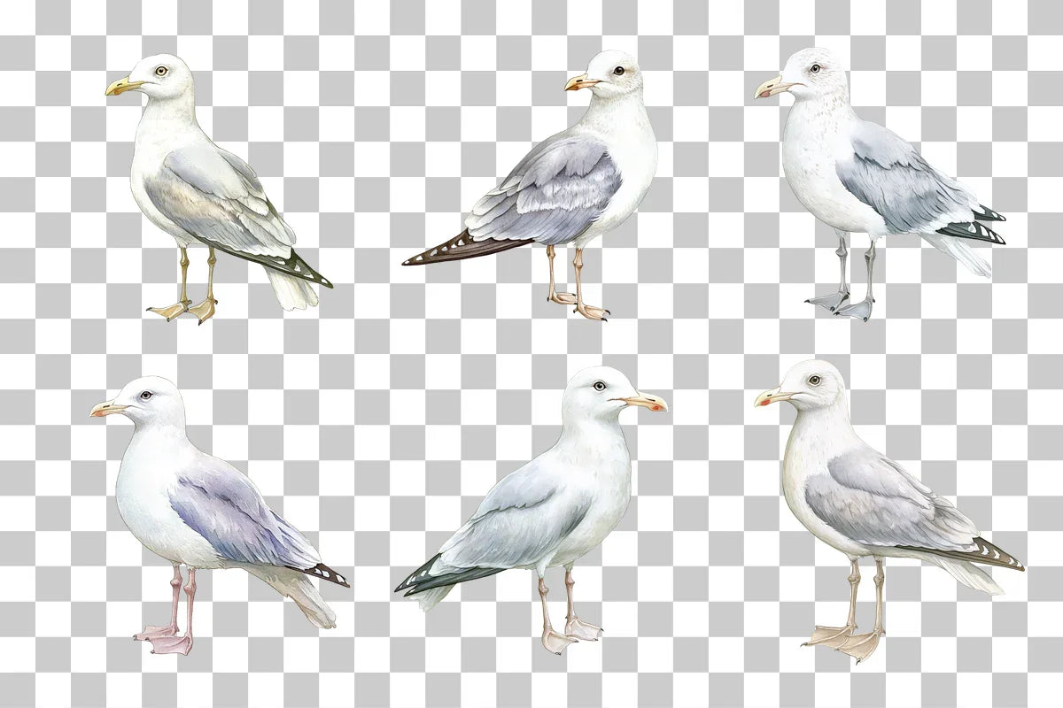 Seagull Illustration Clipart Bundle - CraftNest - Digital Crafting and Art