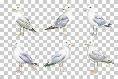 Seagull Illustration Clipart Bundle - CraftNest - Digital Crafting and Art