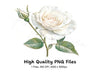 Single White Rose with Bud Clipart Bundle