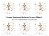 Human Skeleton Anatomy Clipart Bundle