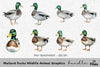Mallard Ducks Wildlife Animal Clipart Bundle