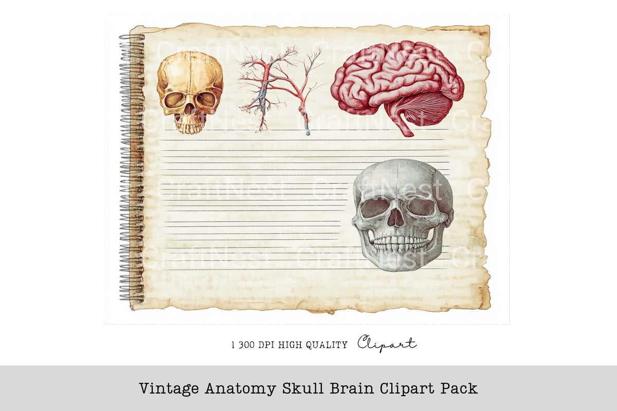 Vintage Anatomy Skull Brain Clipart Bundle