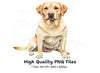 Yellow Labrador Dog Clipart Bundle