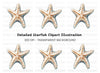 Starfish Clipart Bundle