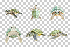Baby Sea Turtle Nursery Clipart Bundle - CraftNest - Digital Crafting and Art