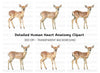Adorable Fawn Deer Clipart Bundle