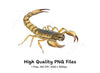Scorpion Illustration Clipart Bundle