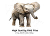 Cute Baby Elephant Clipart Bundle