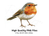 Cute European Robin Bird Illustrations Clipart Bundle