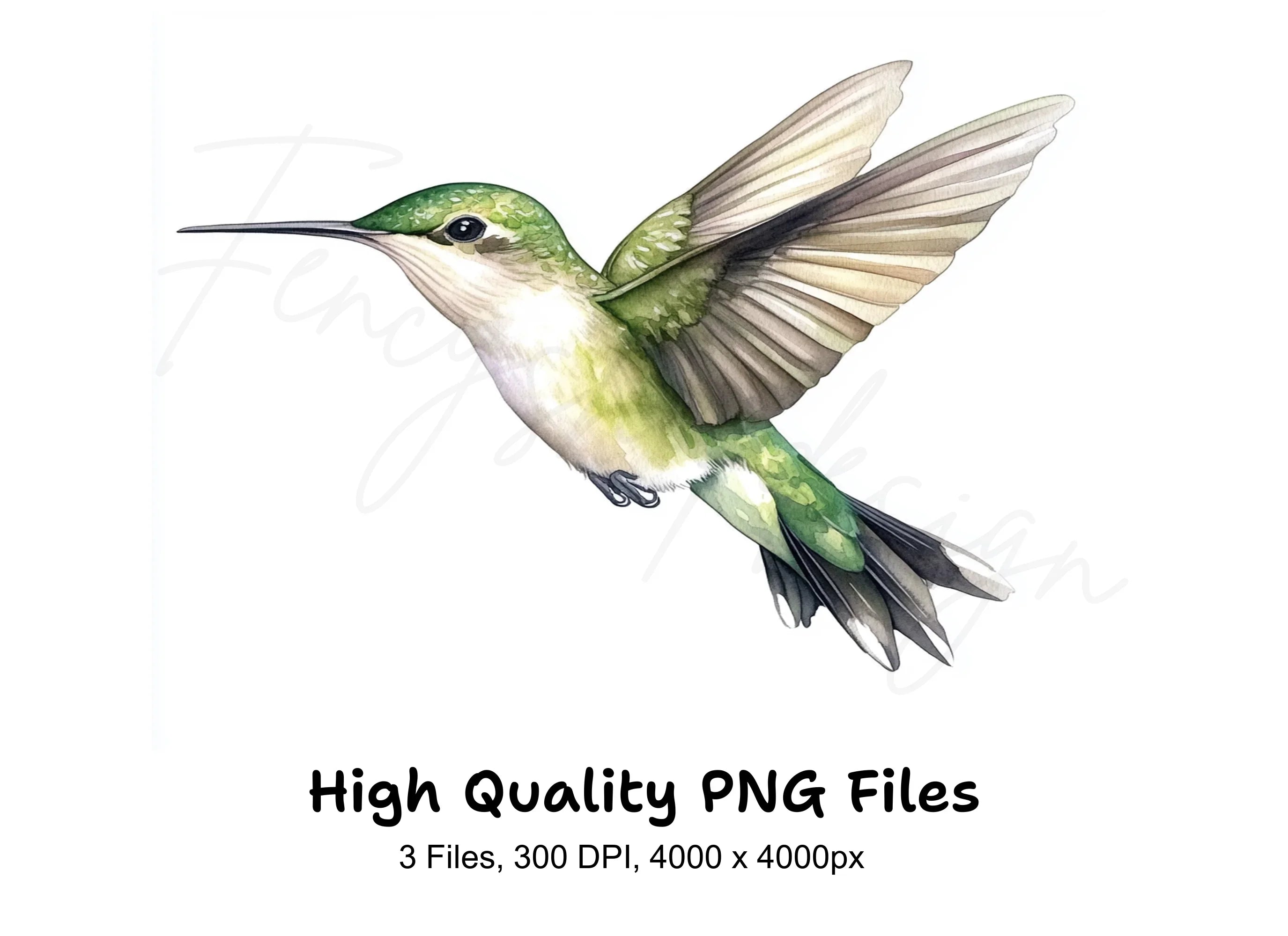 Graceful Hummingbirds Clipart Bundle