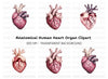 Vibrant Human Heart Clipart Bundle