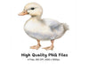 Adorable Duckling Clipart Bundle