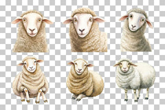 Funny Cartoon Sheep Clipart Bundle - CraftNest - Digital Crafting and Art
