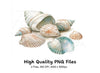 Seashells Clipart Bundle