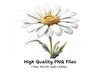 Realistic Daisy Flower Clipart Bundle