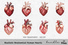 Realistic Anatomical Human Hearts Clipart Bundle
