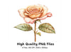 Elegant Peach Rose Clipart Bundle