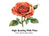 Red Roses Clipart Bundle
