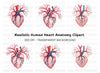 Anatomical Human Heart Clipart Bundle