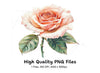 Elegant Peach Rose Clipart Bundle