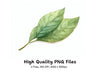 Fresh Green Leaf Illustrations Clipart Bundle
