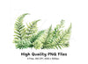 Fern Clipart Bundle