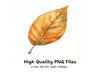 Autumn Leaves Clipart Bundle