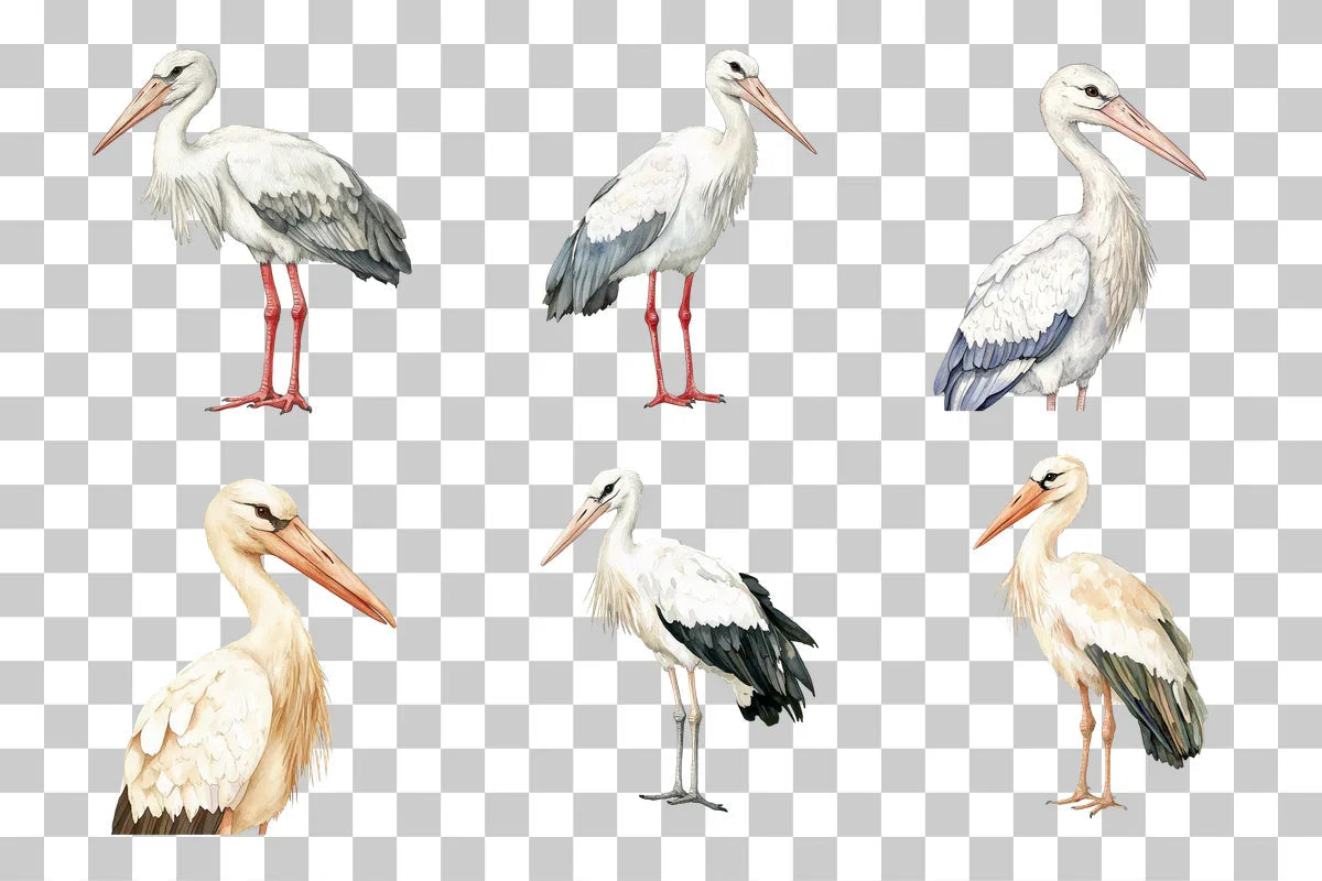 Stork Bird Clipart Bundle - CraftNest - Digital Crafting and Art