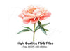 Vibrant Pink Peony Clipart Bundle