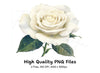 Elegant White Rose Clipart Bundle