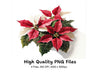 Poinsettia Clipart Bundle