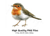 Realistic European Robin Bird Clipart Bundle