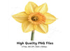 Daffodil Clipart Bundle