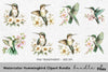 Hummingbird Clipart Bundle