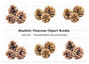 Natural Pine Cone Clipart Bundle