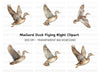 Flying Mallard Duck Clipart Bundle