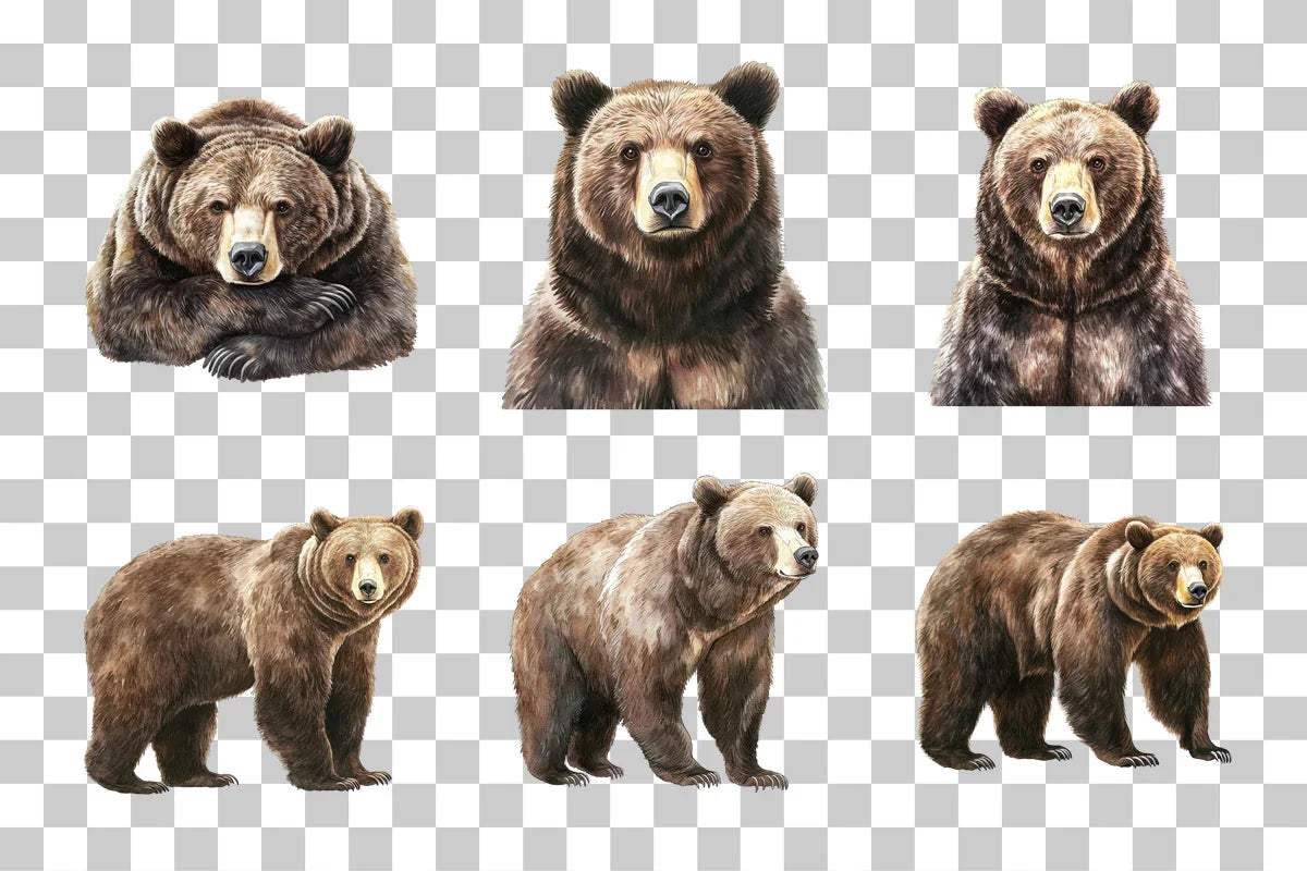 Grizzly Bear Wildlife Clipart Bundle - CraftNest - Digital Crafting and Art