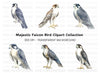 Peregrine Falcon Clipart Bundle