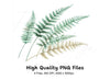 Fern Leaves Clipart Bundle