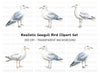 Realistic Seagull Clipart Bundle